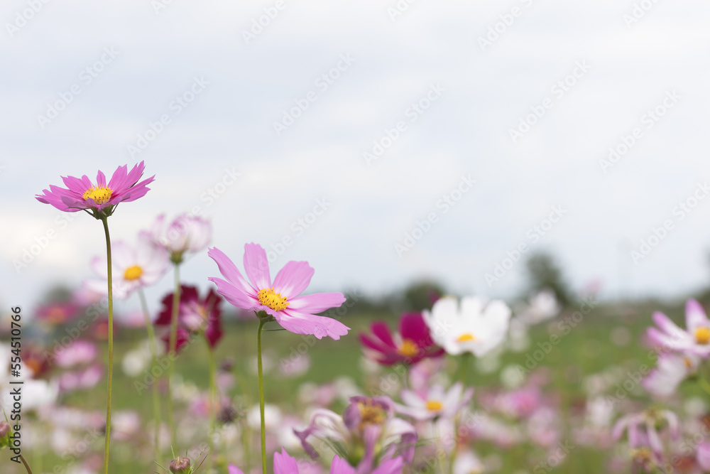 pink cosmos flowers in the garden with a clear sky