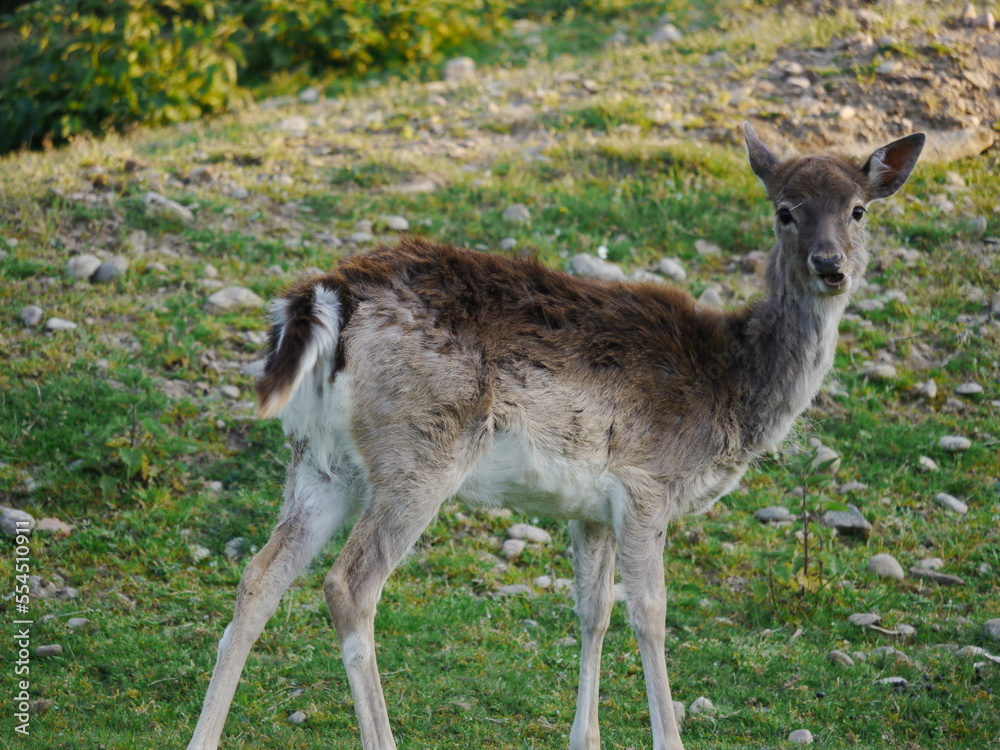 Fototapeta premium esel grüne wiese