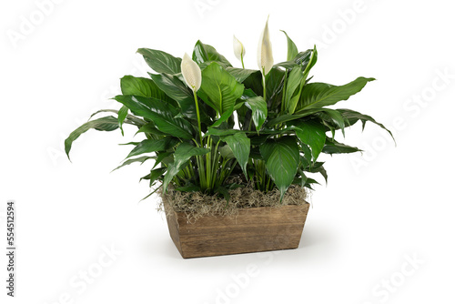 Green House Plant in brown wood box, Peace LilySpathiphyllum, isolated on white background. White flowers. Popular air purifier plant for tropical minimal design. Lush foliage Space for copy