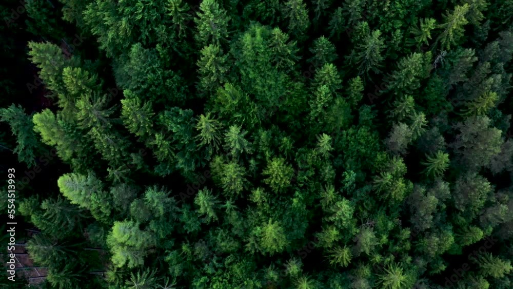 Tree tops of Evergreen Coniferous Forest. Aerial Top View from Above trees in Germany. Green nature background. Ecology concept