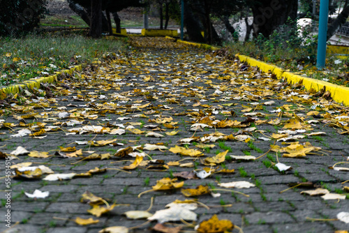 The warm colors of the autumn photo