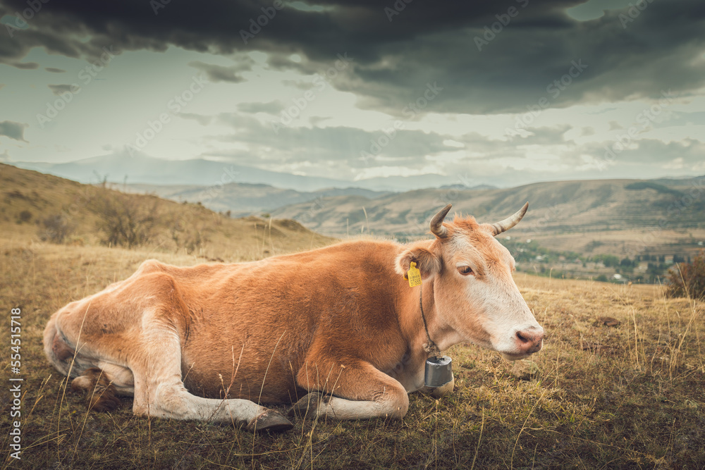 cow grazing in the mountains at sunset cow grazing in the mountains at sunset