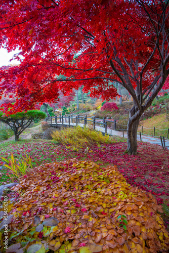 Beautiful autumn colours in South Korea.