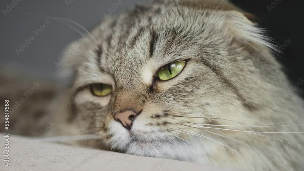 Cute muzzle of a bored and calm cat with green eyes. Animals Cute muzzle of a bored and calm cat with green eyes. Animals