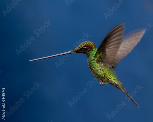 Sword-billed hummingbird (Ensifera ensifera) in Colombia humming