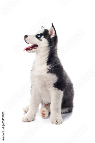 Interesting playful little Siberian Husky puppy with blue eyes, looking up