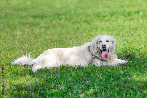 Adorable labrador retriever laying on the grass in the park in summer