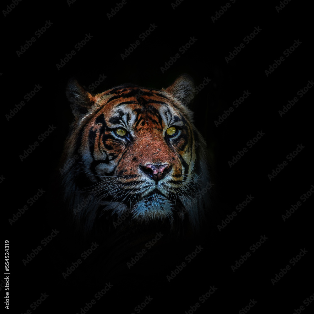 Der Tiger der aus dem Dunklen kommt Der Tiger der aus dem Dunklen kommt
