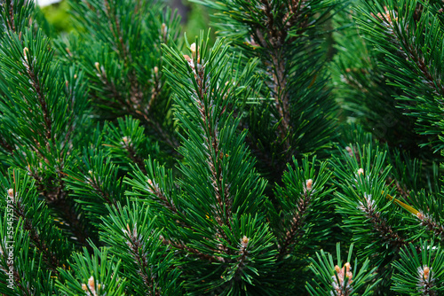 Green pine branches close up