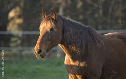 Portrait of horse. Animals in the village, countryside landscape. Head horse closeup. © Solar 760L