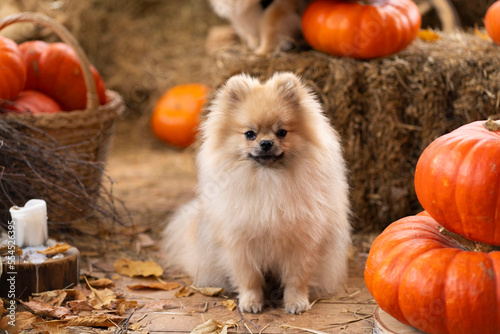A close-up of a Pomeranian Pomeranian sits against a background of pumpkin and hay. Halloween concept