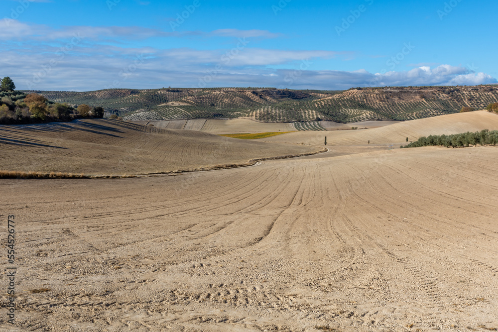 Agricultural landscape of fields prepared for planting between olive trees and some cypresses in Andalusia (Spain)