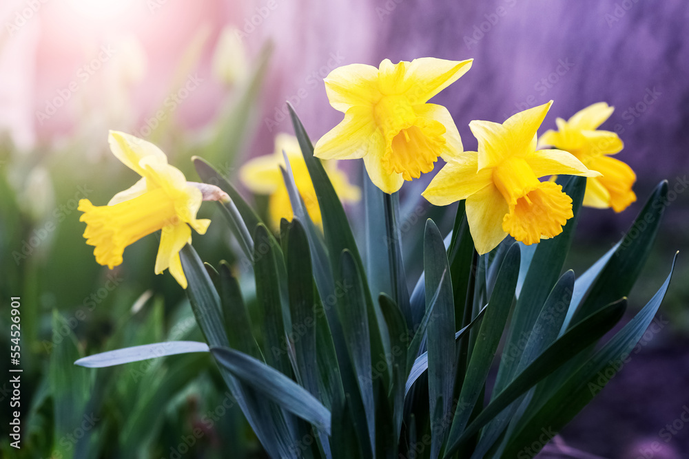 Yellow daffodils on a flower bed in spring in sunny weather Yellow daffodils on a flower bed in spring in sunny weather