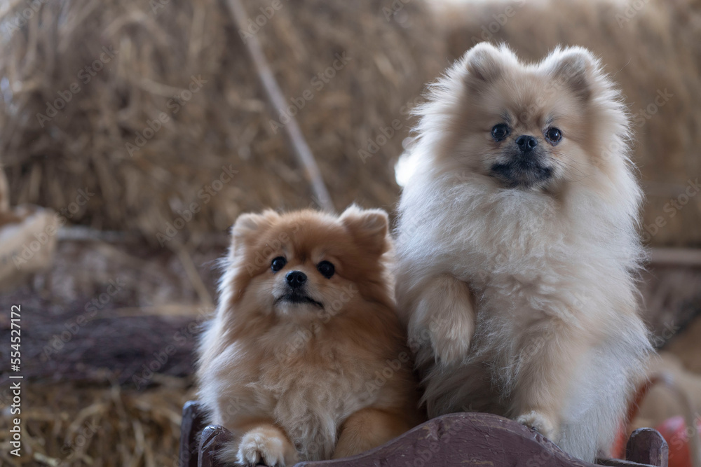 Portrait of two Pomeranian Pomeranians looking directly at the camera