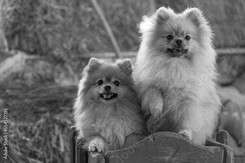 Black and white photo of Pomeranian Pomeranians sitting in a wooden cart against the background of hay, one dog is standing