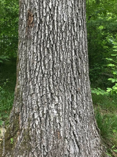Southern USA Nature