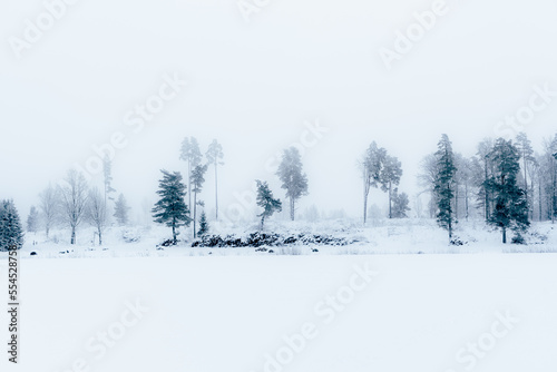 Wallpaper Mural Winter concept of cleared pine forest in the morning in the mist. Landscape view of winter Torontodigital.ca