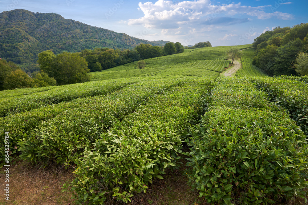 Tea plantation in the mountains. A path meanders between rows of tea bushes. Copy space.