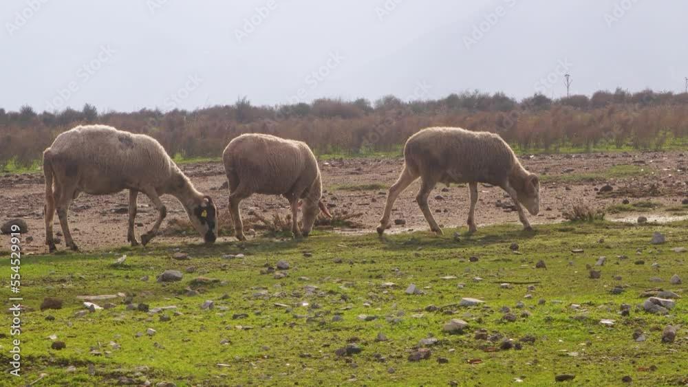 Sheeps walking and grazing at meadow in Mavisehir, Izmir Sheeps walking and grazing at meadow in Mavisehir, Izmir