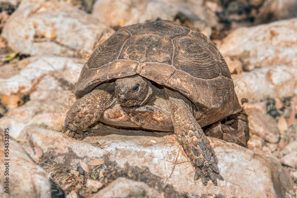 Fototapeta premium turtle walking on the ground, land turtle front view