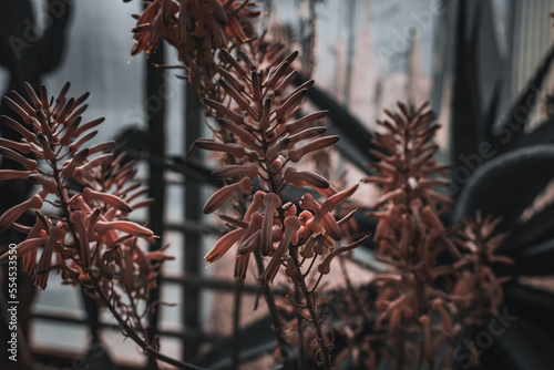 Balcik - Botanischer Garten Blumen photo