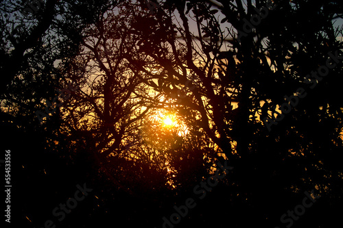 sunset shining through the woods above Laguna Beach, California with silhouettes 