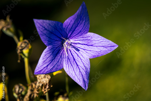 Balcik - Botanischer Garten Blumen photo