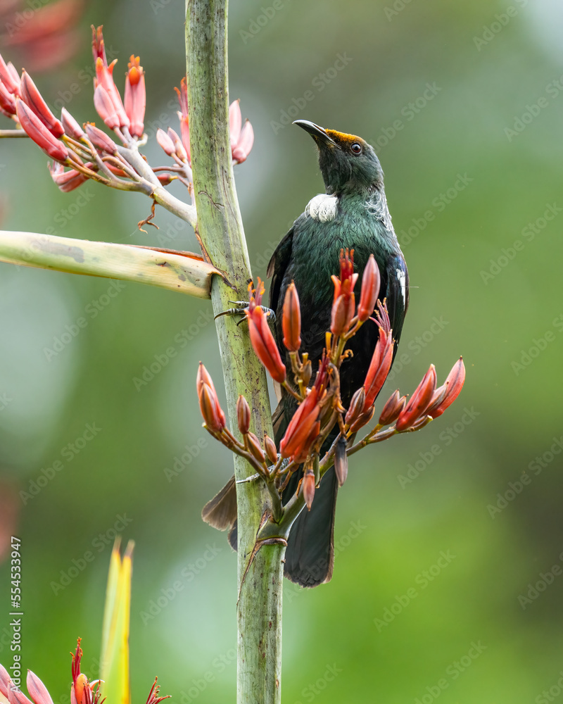 New Zealand tui bird on a flax branch