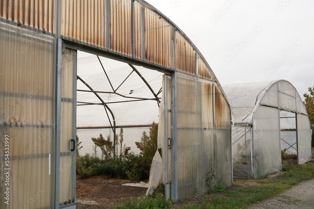 View on two big abandoned greenhouses without door. There are weeds growing abundantly inside. Metal construction is covered with plastic polyethylene foil and polycarbonate panels.