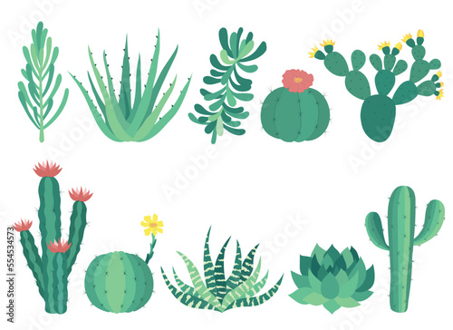 Cute vector cacti. Succulents set