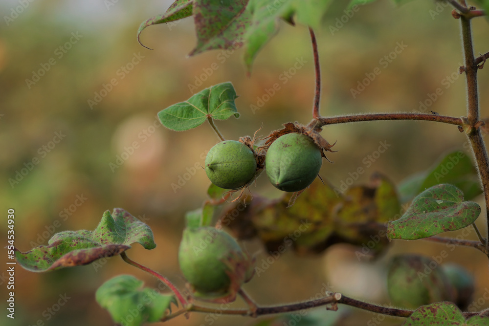 Cotton ball buds immature growing on plant in the cotton agriculture farm field. Used selective focus. Cotton ball buds immature growing on plant in the cotton agriculture farm field. Used selective focus.