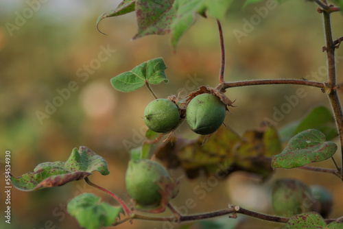 Cotton ball buds immature growing on plant in the cotton agriculture farm field. Used selective focus.