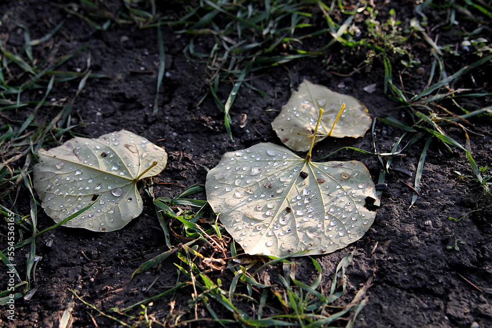 Fallen leaves on the ground, autumn rain, wet foliage, close-up Fallen leaves on the ground, autumn rain, wet foliage, close-up