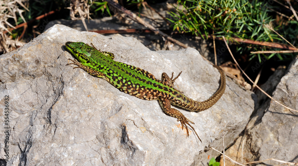 Fototapeta premium Ruineneidechse // Italian Wall Lizard (Podarcis siculus campestris) - Insel Krk , Kroatien