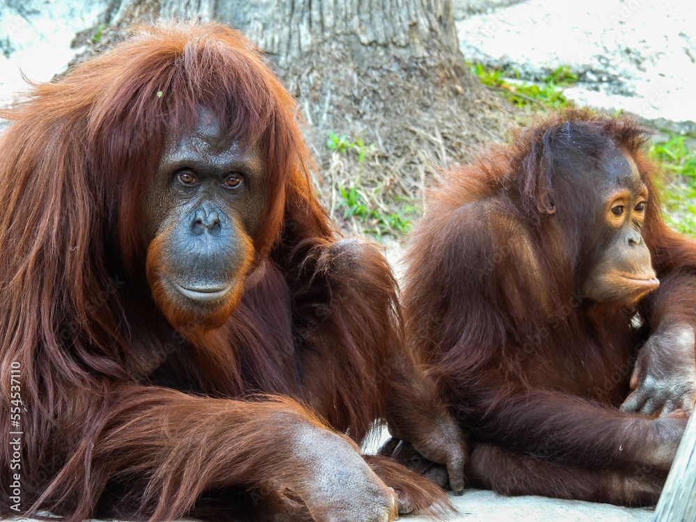 Naklejka premium Captive mother and baby orangutan in Tampa, Florida