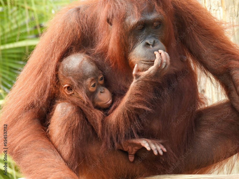 Naklejka premium Captive mother and baby orangutan in Tampa, Florida