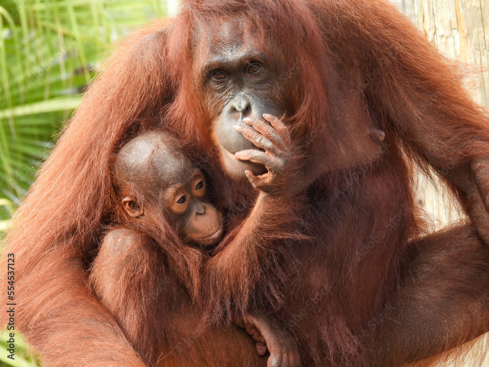 Captive mother and baby orangutan in Tampa, Florida Captive mother and baby orangutan in Tampa, Florida