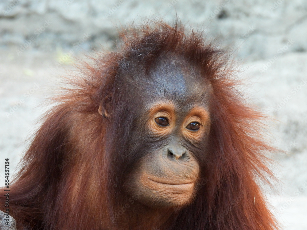 Fototapeta premium Young captive orangutan in Tampa. Florida