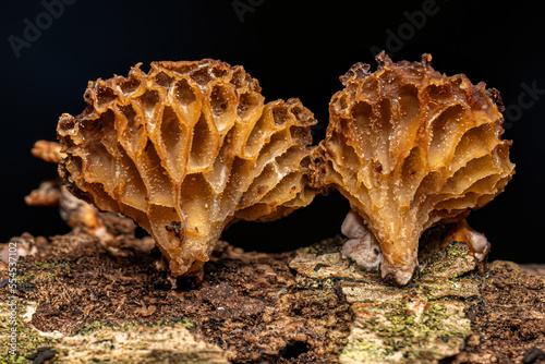 Small Bracket Fungi