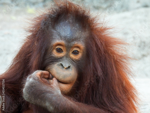 Young captive orangutan in Tampa. Florida