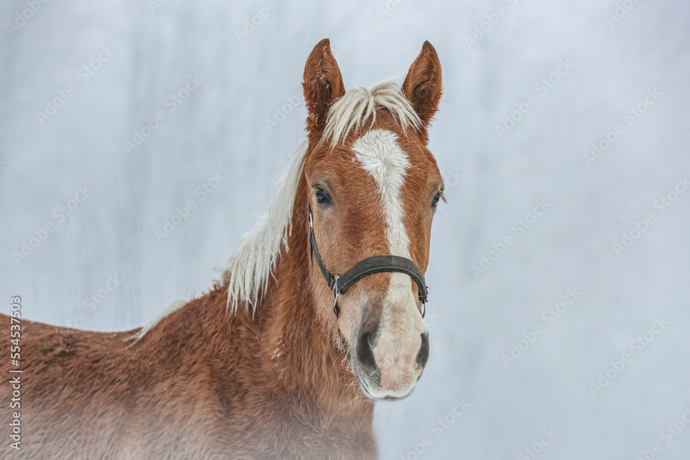Portrait of a chestnut brown noriker coldblood horse weanling foal in front of a snowy winter landscape outdoors. A young horse in healthy, robust environment to grow up Portrait of a chestnut brown noriker coldblood horse weanling foal in front of a snowy winter landscape outdoors. A young horse in healthy, robust environment to grow up