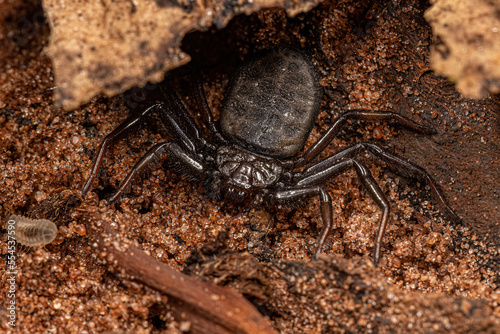 Adult Trochanteriid Spider photo