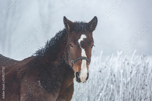 Portrait of a bay brown noriker coldblood horse weanling foal in front of a snowy winter landscape outdoors. A young horse in healthy  robust environment to grow up