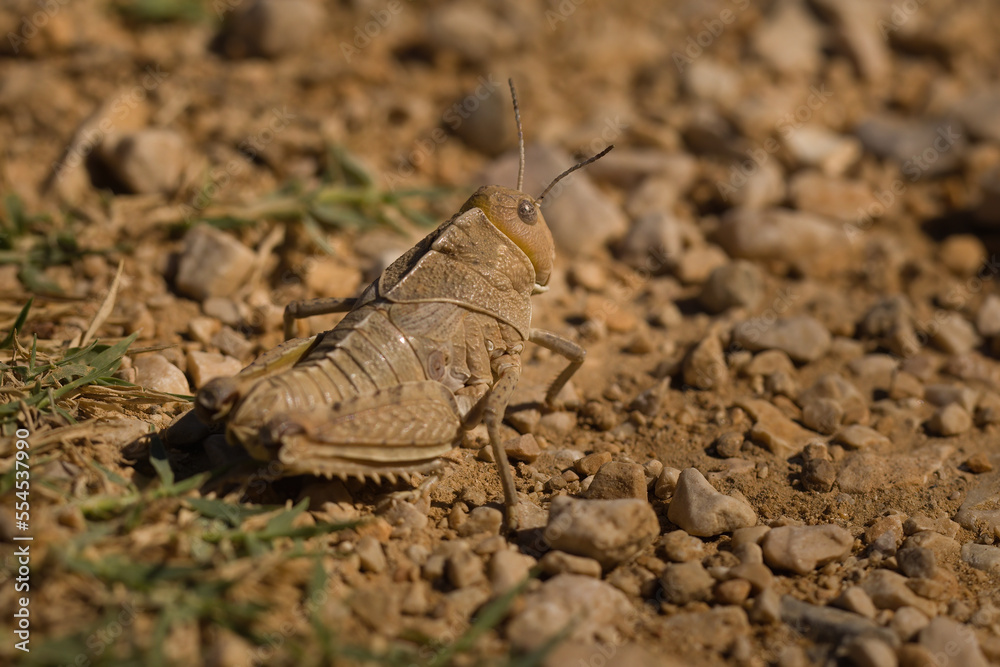 Macro picture of grasshopper on nature location of Croatia, Europe Macro picture of grasshopper on nature location of Croatia, Europe