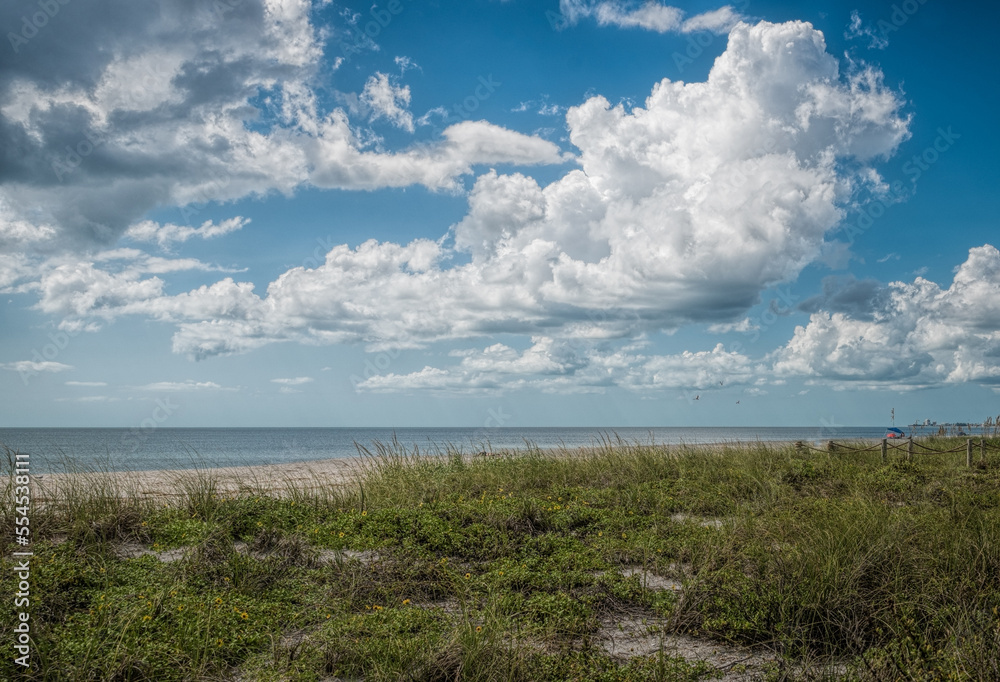 Native vegetation on South Lido public beach on a partially cloudy day, Sarasota, Florida