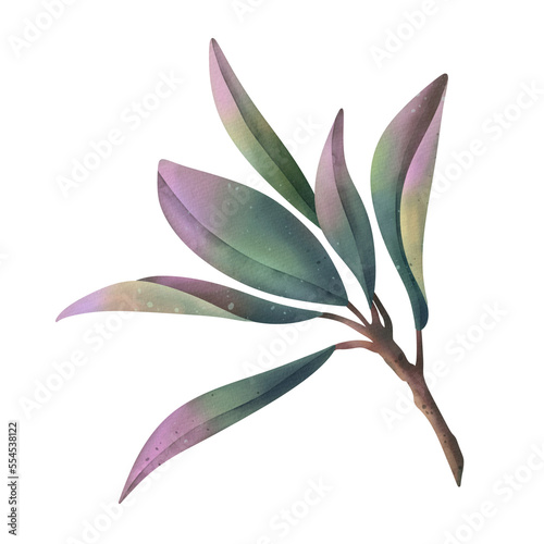 Hand drawn watercolor pink protea leaf, isolated illustration on a white background