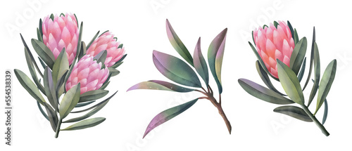 Hand drawn watercolor pink protea flowers, isolated illustration on a white background