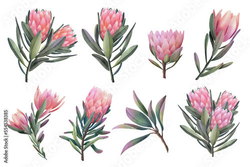 Hand drawn watercolor pink protea flowers  isolated illustration on a white background