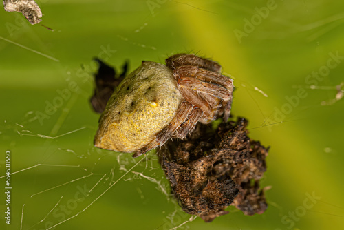 Small Orbweaver Spider photo