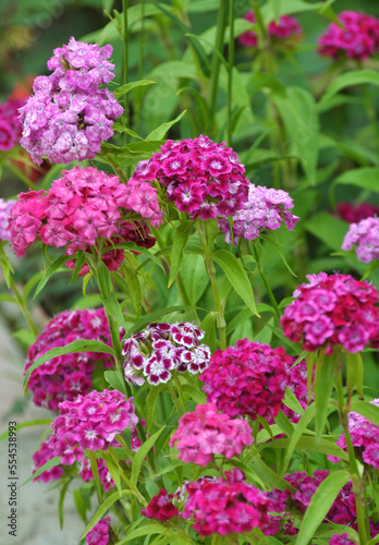 Carnation blooms on the flowerbed